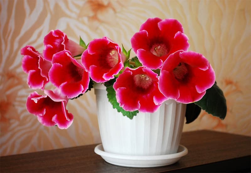 Gloxinia hybrida Sinningia Avanti.